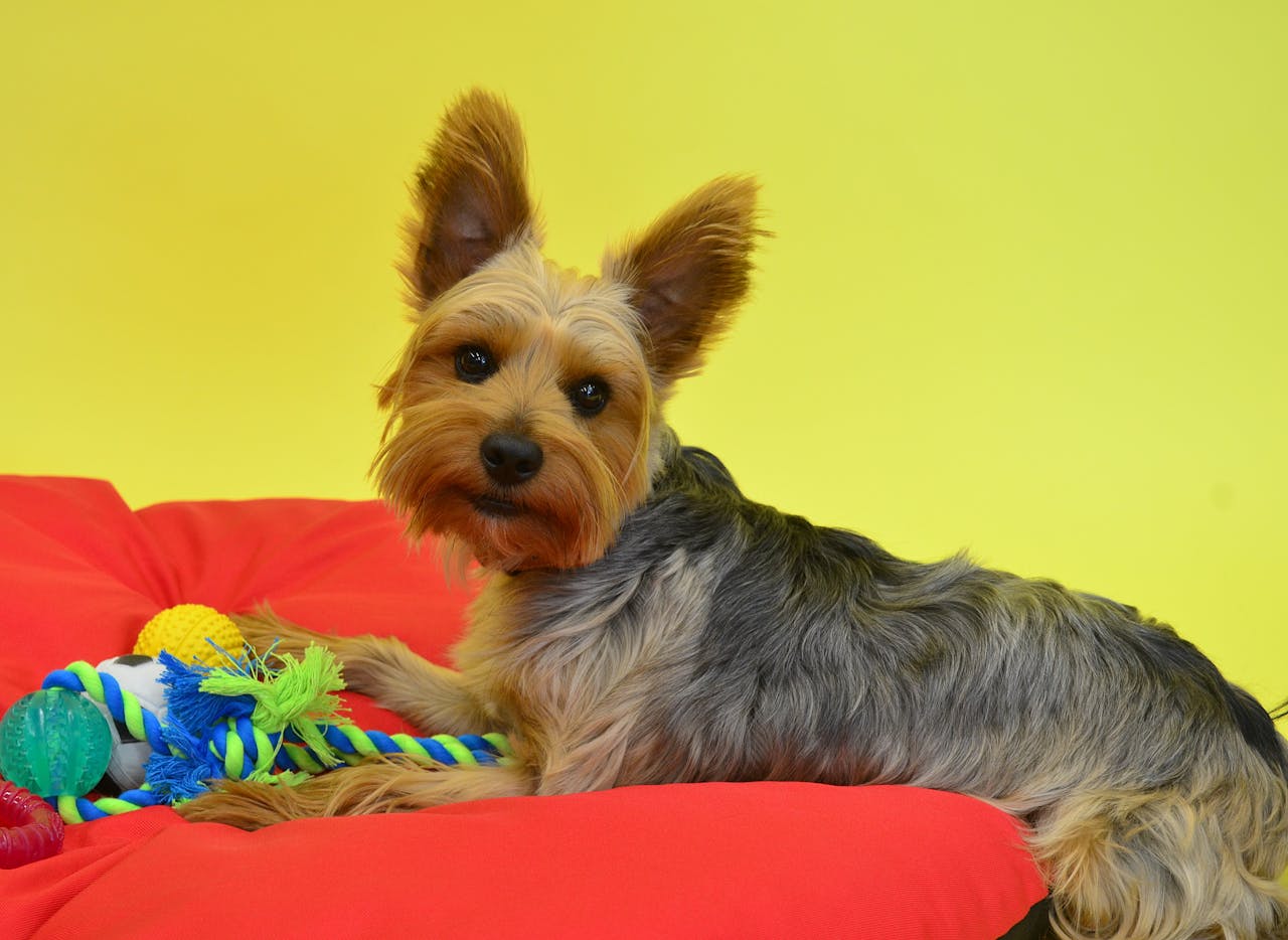 Dog with toys