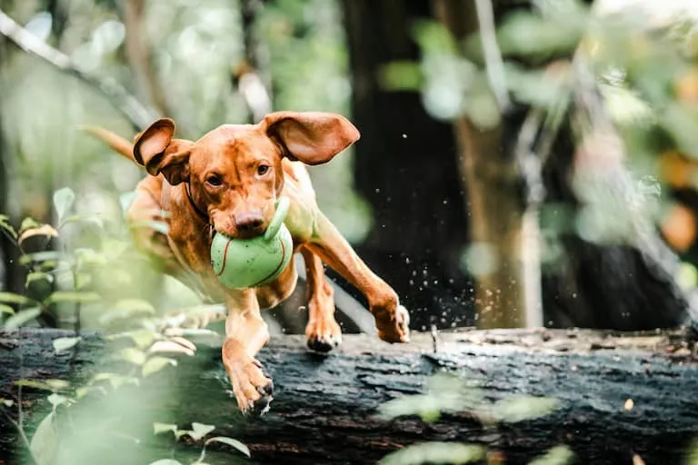Perros jugando con una pelota